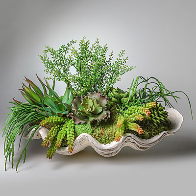 SUCCULENT CLAM SHELL