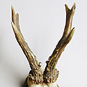 VICTORIAN ANTLER TROPHY