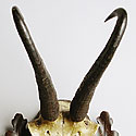 VICTORIAN ANTLER TROPHY