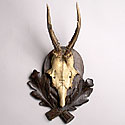 VICTORIAN ANTLER TROPHY