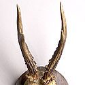 VICTORIAN ANTLER TROPHY