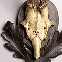 VICTORIAN ANTLER TROPHY