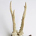 VICTORIAN ANTLER TROPHY