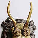 VICTORIAN ANTLER TROPHY