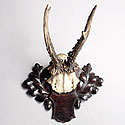 VICTORIAN ANTLER TROPHY