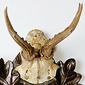 VICTORIAN ANTLER TROPHY