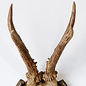 VICTORIAN ANTLER TROPHY