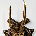 VICTORIAN ANTLER TROPHY