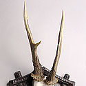 VICTORIAN ANTLER TROPHY