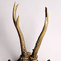 VICTORIAN ANTLER TROPHY