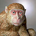 MEISSEN MONKEY