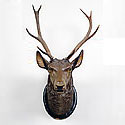 STAG HEAD TROPHY