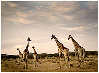 Giraffes in the Etosha National Park in Namibia