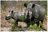 Rhinos in the Okavango Delta in Botswana