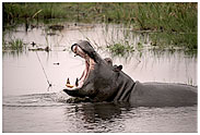 Hippo on the Linyanti River
