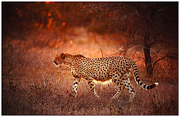 Cheetah at Kruger National Park