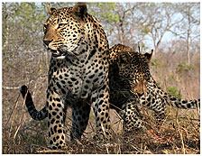 Leopards in Singita